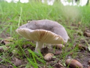 청이끼무당버섯 (Russula parazurea Schaeff.)