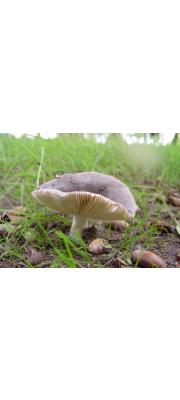 청이끼무당버섯 (Russula parazurea Schaeff.)