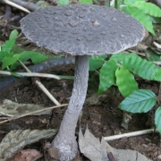 잿빛가루광대버섯 (Amanita griseofarinosa Hongo)