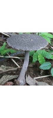 잿빛가루광대버섯 (Amanita griseofarinosa Hongo)