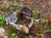 흰털애주름버섯(눈꽃애주름버섯) (Mycena flos-nivium Kühn.)