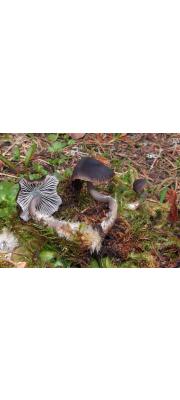 흰털애주름버섯(눈꽃애주름버섯) (Mycena flos-nivium Kühn.)