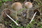 좀포자눈물버섯 (Psathyrella microsporoides Heyk. & G. Moreno)