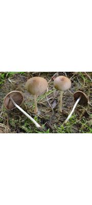 좀포자눈물버섯 (Psathyrella microsporoides Heyk. &amp; G. Moreno)