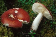 진빨간무당버섯(늪무당버섯 중복) (Russula paludosa Britz.)