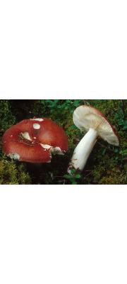 진빨간무당버섯(늪무당버섯 중복) (Russula paludosa Britz.)