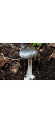 청회색광대버섯 (Amanita griseoturcosa T. Oda, C. Tanaka &amp; Tsuda)