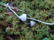 여린애주름버섯 (Mycena fragillima Sm.)