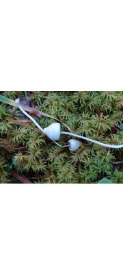 여린애주름버섯 (Mycena fragillima Sm.)