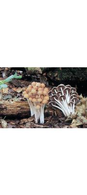 갈색눈물버섯 (Psathyrella multissima (Imai) Hongo)
