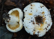 색바랜무당버섯(국명2개) (Russula pallidospora Blum ex Romagn.)