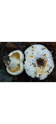 색바랜무당버섯(국명2개) (Russula pallidospora Blum ex Romagn.)