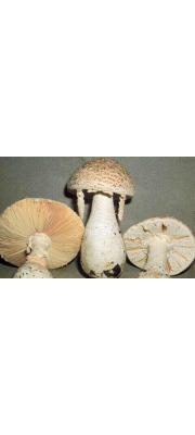구근광대버섯 (Amanita gymnopus Corner &amp; Bas)