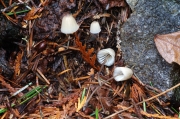 흑갈색애주름버섯 (Mycena fusco-ocula Smith)