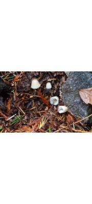 흑갈색애주름버섯 (Mycena fusco-ocula Smith)