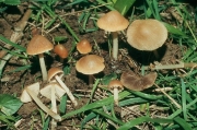 애기눈물버섯 (Psathyrella obtusata (Pers.) Sm.  > Psathyrella obtusata (Pers.) Sm. var. obtusata)