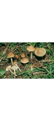 애기눈물버섯 (Psathyrella obtusata (Pers.) Sm.  > Psathyrella obtusata (Pers.) Sm. var. obtusata)