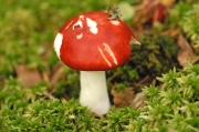 늪무당버섯(진빨간무당버섯 중복) (Russula paludosa Britz.)