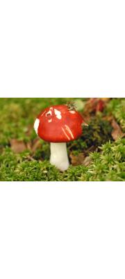늪무당버섯(진빨간무당버섯 중복) (Russula paludosa Britz.)
