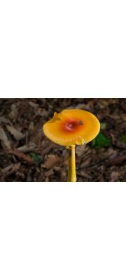 달걀버섯 (회색달걀버섯) (Amanita hemibapha (Berk. &amp;Br.) Sacc.  > Amanita hemibapha subsp. hemibapha (Berk. &amp; Br.) Sacc.(달걀버섯) > Amanita hemibapha subsp. similis Corner &amp; Bas)