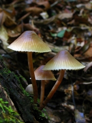 애주름버섯(콩나물애주름버섯) (Mycena galericulata (Scop.) Gray)