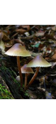애주름버섯(콩나물애주름버섯) (Mycena galericulata (Scop.) Gray)