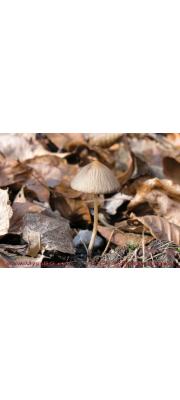 두색눈물버섯(흰주름눈물버섯) (Psathyrella ochracea (Romagn.) Moser)