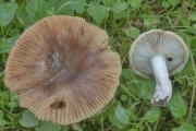 달팽이무당버섯 (Russula pectinata (Bull.) Fr.)