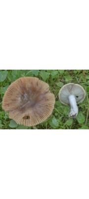 달팽이무당버섯 (Russula pectinata (Bull.) Fr.)
