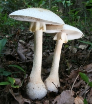 흰돌기광대버섯 (Amanita hongoi Bas)