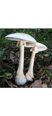 흰돌기광대버섯 (Amanita hongoi Bas)