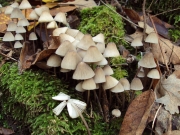 종애주름버섯 (Mycena galopus (Pers.) Kumm.)