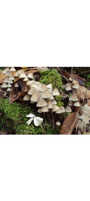 종애주름버섯 (Mycena galopus (Pers.) Kumm.)