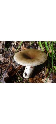 달팽이무당버섯아재비 (Russula pectinatoides Peck)