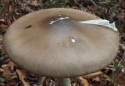 이마제키광대버섯 (Amanita imazekii T. Oda, C. Tanaka & Tsuda)