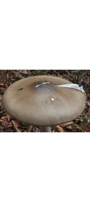 이마제키광대버섯 (Amanita imazekii T. Oda, C. Tanaka &amp; Tsuda)