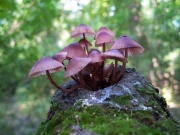 적갈색애주름버섯 (Mycena haematopus (Pers.) P. Kumm.)