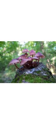 적갈색애주름버섯 (Mycena haematopus (Pers.) P. Kumm.)