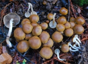 다람쥐눈물버섯 (Psathyrella piluliformis (Bull.) Orton > Psathyrella hydrophilia (Bull.) Maire)