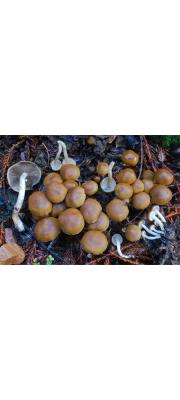 다람쥐눈물버섯 (Psathyrella piluliformis (Bull.) Orton > Psathyrella hydrophilia (Bull.) Maire)