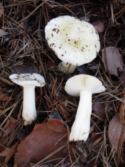 노랑무당버섯아재비 (Russula perlactea Murr.)