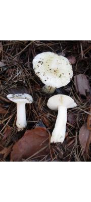 노랑무당버섯아재비 (Russula perlactea Murr.)