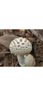 일본광대버섯 (Amanita japonica Hongo ex Bas)