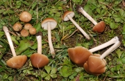 회갈색눈물버섯(밤색눈물버섯) (Psathyrella spadiceogrisea (Schaeff.) Maire)