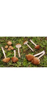 회갈색눈물버섯(밤색눈물버섯) (Psathyrella spadiceogrisea (Schaeff.) Maire)