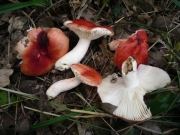 노랑가루무당버섯 (Russula persicina Krombh. > Russula metachroa Hongo)