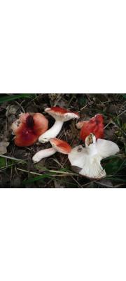 노랑가루무당버섯 (Russula persicina Krombh. > Russula metachroa Hongo)