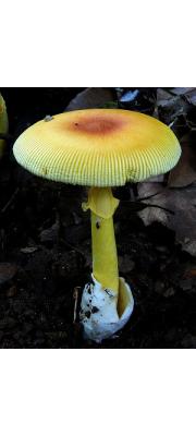 노란달걀버섯 (Amanita javanica (Corner &amp; Bas) Oda, Tanaka &amp; Tsuda  > Amanita hemibapha subsp. javanica Corner &amp; Bas)
