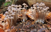무더기애주름버섯 (Mycena inclinata (Fr.) Quél.)