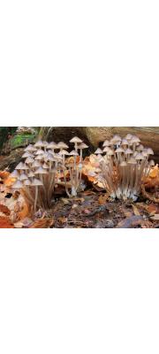 무더기애주름버섯 (Mycena inclinata (Fr.) Quél.)